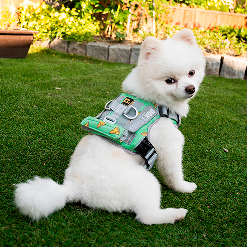 INTERLAKEN MINI HARNESS